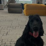 Journée des chiens au travail